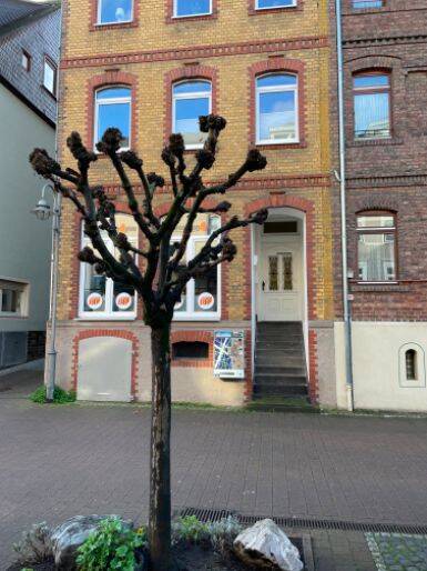 Gewerbeobjekt Sankt Goar St Goar - 218&euro; | Angebot:25864977