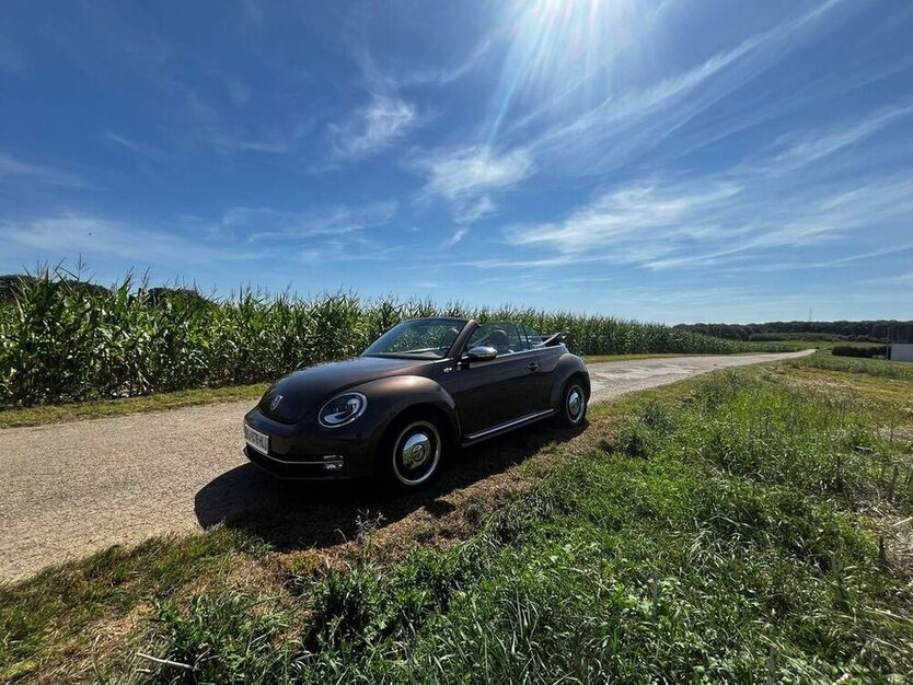 Beetle