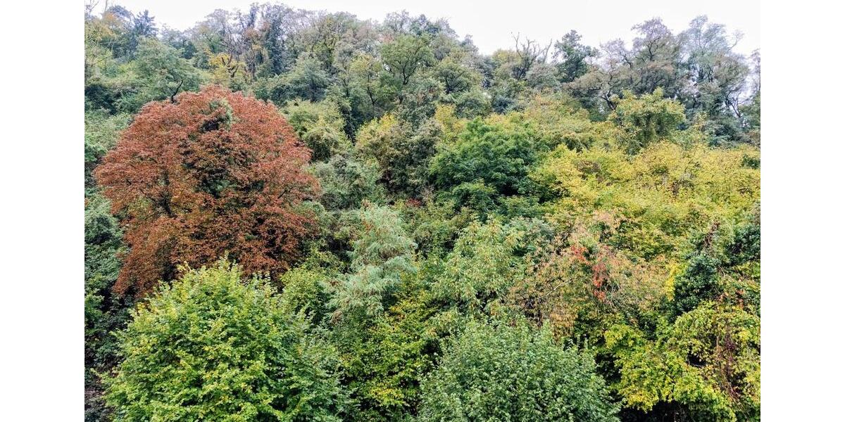 Etagenwohnung Bad Ems - 2 Zimmer, 70 m&sup2;, 880&euro; | Angebot:26250613