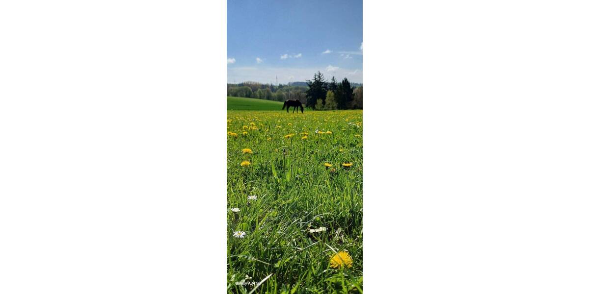 Bauernhaus, Landhaus Emmelshausen - 895.000&euro; | Angebot:26627362