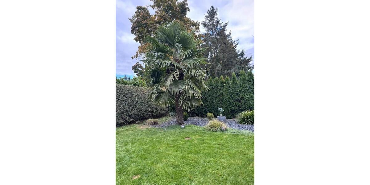 Doppelhaushälfte Bad Breisig - 6 Zimmer, 165 m&sup2;, 499.000&euro; | Angebot:25517730