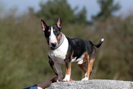 Haus in Alleinlage ( Tierschutzprojekt ) mit großem Grundstück zimmer