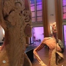 Der menschliche Körper - Sonderausstellung