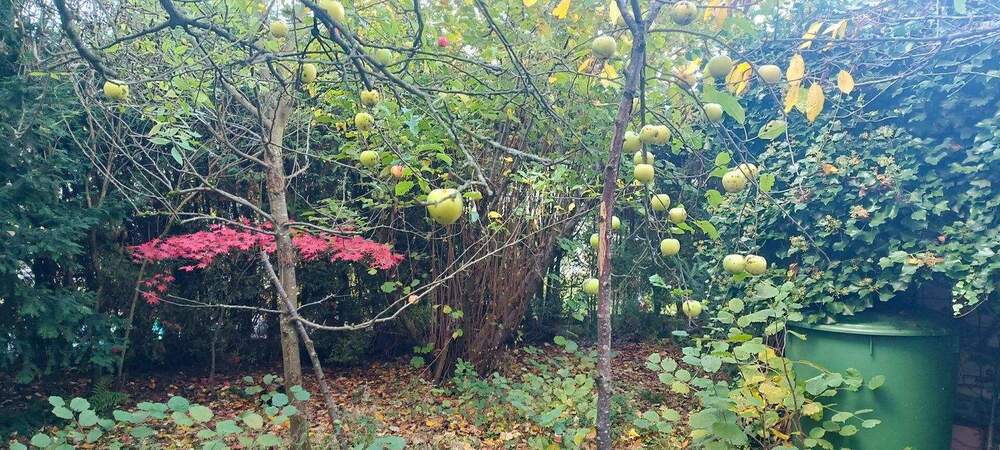 Einfamilienhaus Ransbach-Baumbach Baumbach - 2 Zimmer, 58 m&sup2;, 89.000&euro; | Angebot:25691854