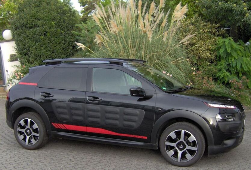 C4 Cactus