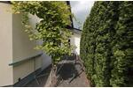 Einfamilienhaus Weißenthurm - 8 Zimmer, 260 m&sup2;, 720.000&euro; | Angebot:26670078