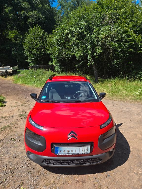 C4 Cactus
