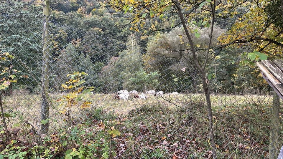 Einfamilienhaus Lahnstein - 2 Zimmer, 60 m&sup2;, 95.000&euro; | Angebot:25820888